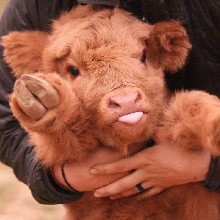 Oh hi! I'm a baby cow!